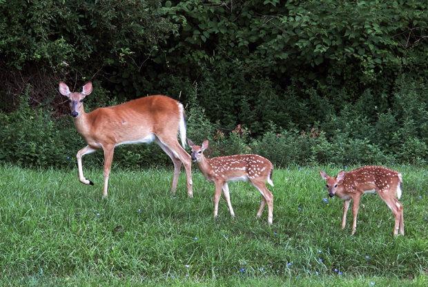 White Tail Deer Bring Risk to Campus Community