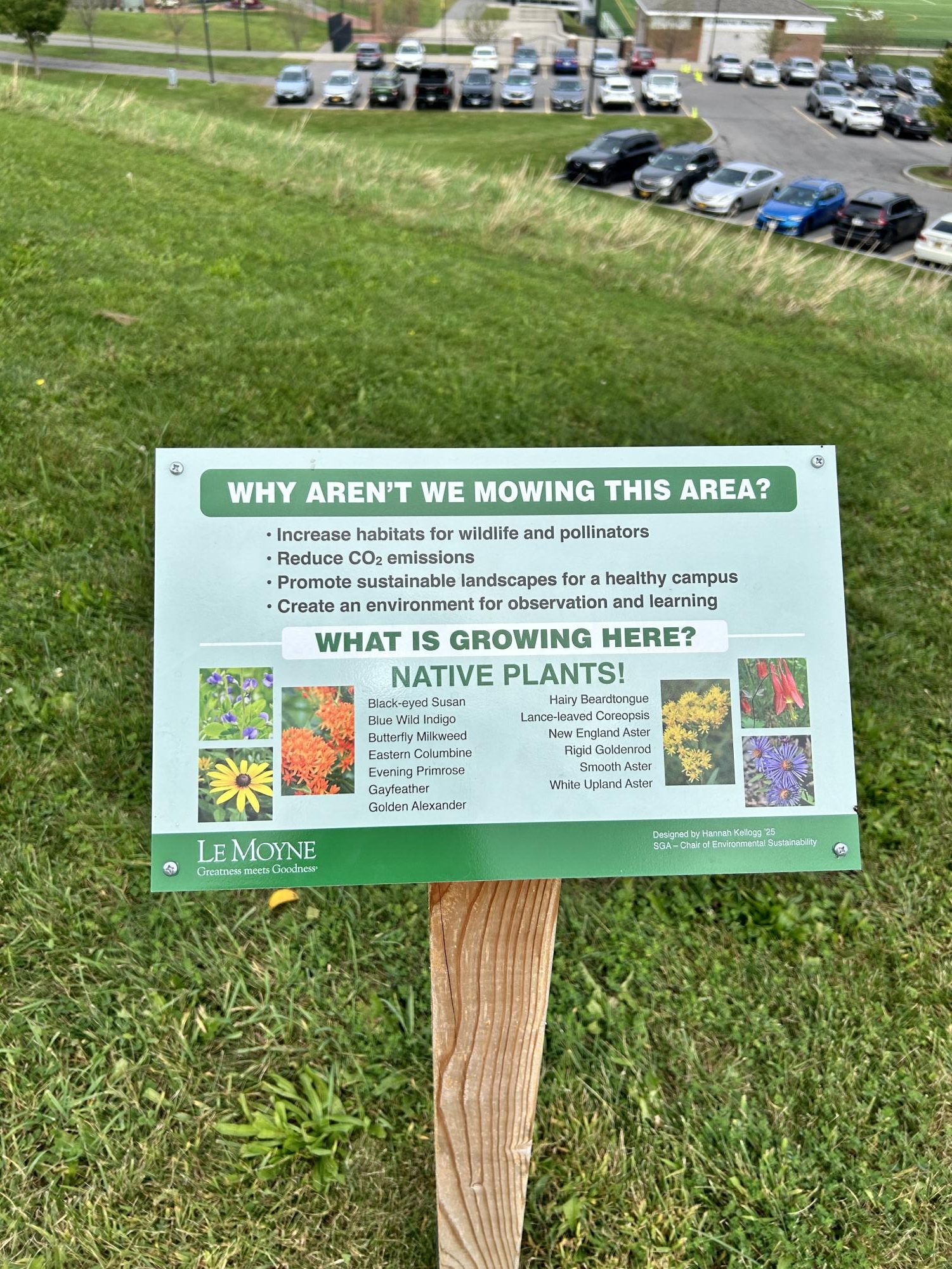 A Bloom-in-Progress: Weeds, Flowers and Grasses on the Hill