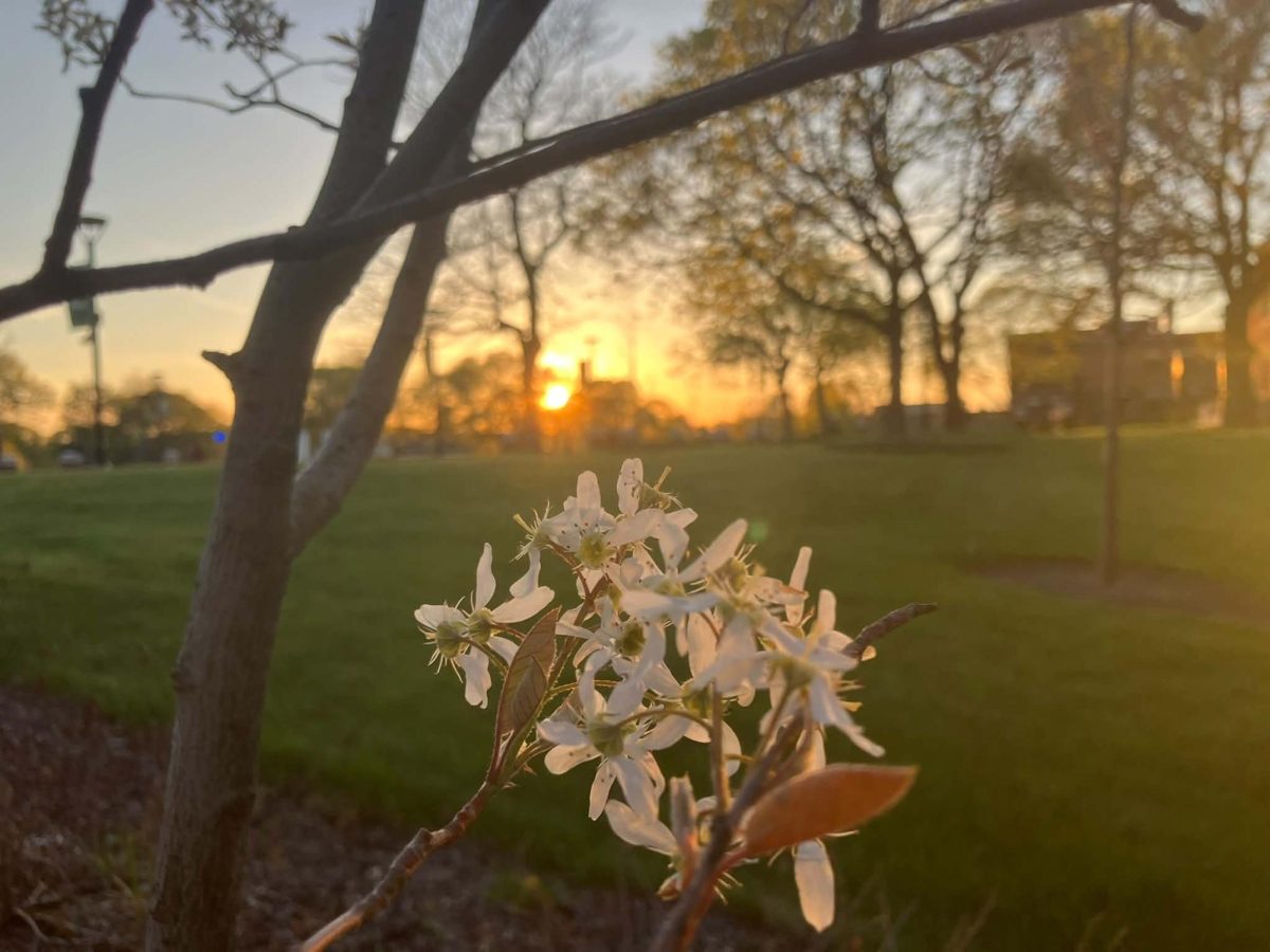 How Le Moyne College Plays a Part in Sustainability
